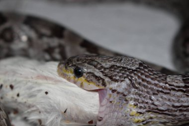 Mısır yılan (Pantherophis guttatus) bir Kuzey Amerika küçük avını daralma tarafından subdues fare yılan türüdür. Bu Güneydoğu ve Merkezi Amerika Birleşik Devletleri boyunca bulunur. Uysal doğaları isteksizlik-e doğru ısırmak, ılımlı Yetişkin 
