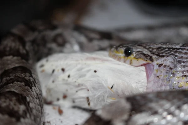 Corn Snake Pantherophis Guttatus North American Species Rat Snake Subdues — Stock Photo, Image