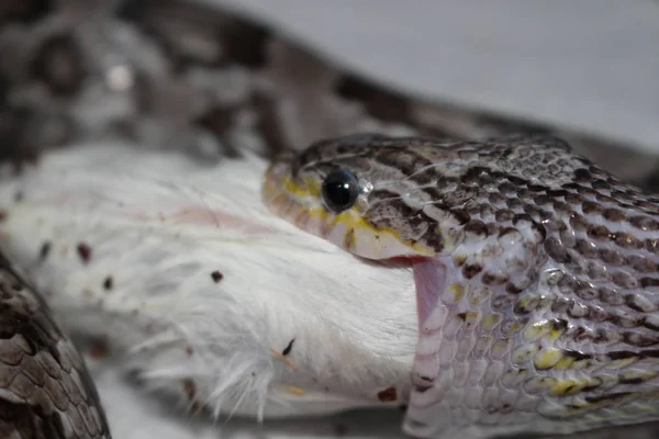 Φίδι Καλαμποκιού Pantherophis Guttatus Είναι Ένα Είδος Της Βόρειας Αμερικής — Φωτογραφία Αρχείου