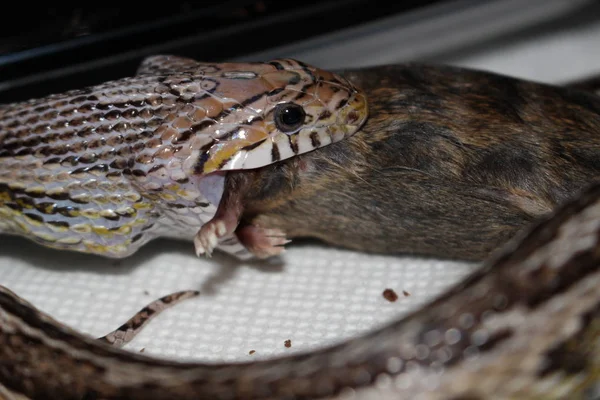 Corn Snake Pantherophis Guttatus North American Species Rat Snake Subdues — Stock Photo, Image