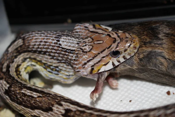 Wąż Zbożowy Pantherophis Guttatus Jest Gatunkiem North American Rat Snake — Zdjęcie stockowe