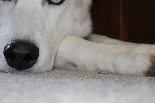 Husky Siberiano Una Raza Perros Tamaño Mediano Que Originó Noreste —  Fotos de Stock