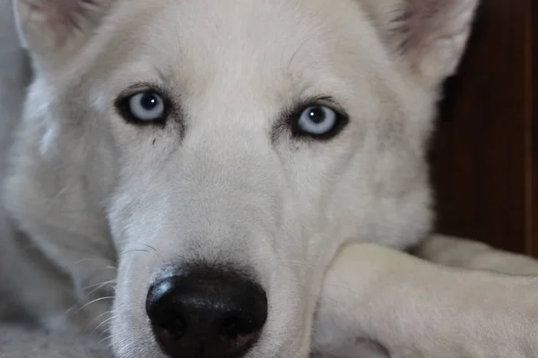 Siberische Husky Een Middelgrote Werkhond Ras Dat Ontstaan Noordoost Siberië — Stockfoto