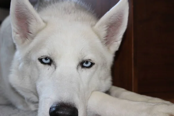 Husky Siberiano Una Raza Perros Tamaño Mediano Que Originó Noreste —  Fotos de Stock