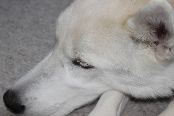 Siberian Husky Una Razza Cane Lavoro Medie Dimensioni Che Avuto — Foto Stock