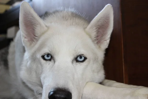 Siberiano Husky Retrato Disparo — Foto de Stock