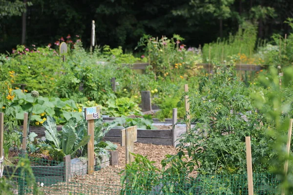 Les Jardins Communautaires Produisent Que Des Fruits Légumes Frais Ils — Photo