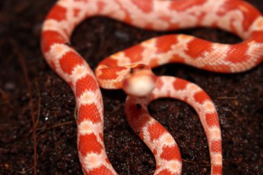 Mısır snakes vardır en popüler evde beslenen hayvan yılanlar ve iyi bir nedenle. Onların son derece değişken ve güzel renkleri ve desenleri, kolay bakım ve yetiştirme ve genellikle uysal düzenlemeler kazanılan Mısır snakes onların haklı spot