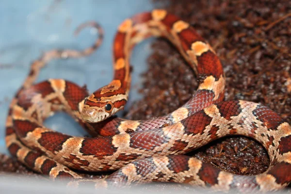 Cobras Milho São Uma Das Mais Populares Todas Cobras Estimação — Fotografia de Stock