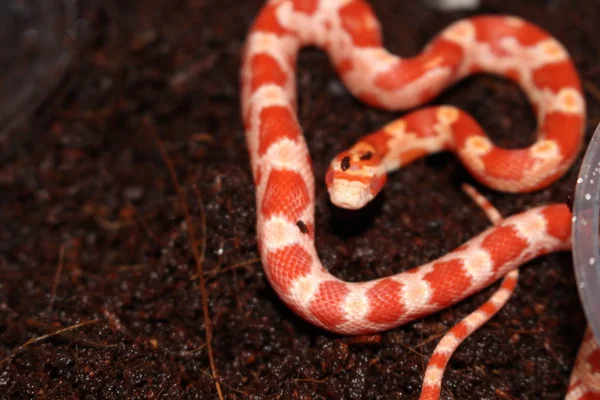 Las Serpientes Maíz Son Una Las Serpientes Mascotas Más Populares —  Fotos de Stock