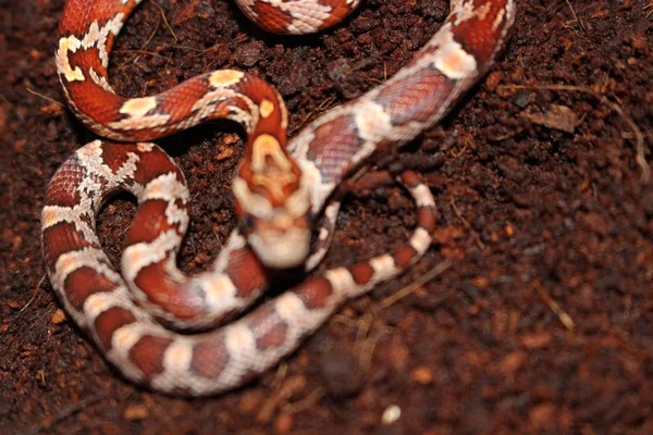 Corn Snakes One Most Popular All Pet Snakes Good Reason — Stock Photo, Image