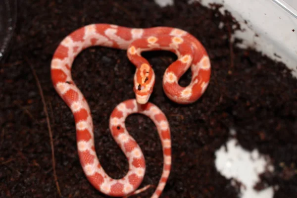 Corn Snakes One Most Popular All Pet Snakes Good Reason — Stock Photo, Image