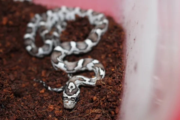 Kornnattern Sind Aus Gutem Grund Eine Der Beliebtesten Aller Haustierschlangen — Stockfoto