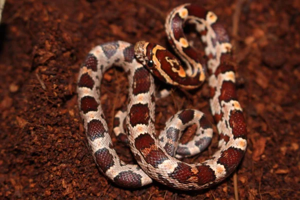 Serpents Maïs Sont Des Populaires Tous Les Serpents Pour Animaux — Photo
