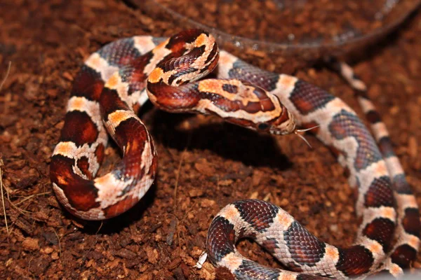 Serpents Maïs Sont Des Populaires Tous Les Serpents Pour Animaux — Photo