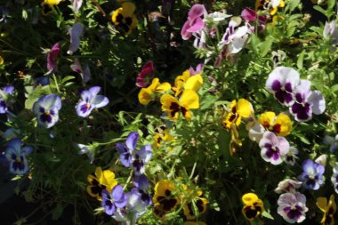 colorful flowers in the garden, close up