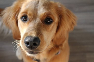 Köpek yavruları portresi, yaklaşın.