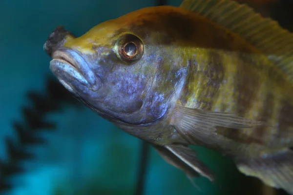 Close Fish Aquarium — Stockfoto