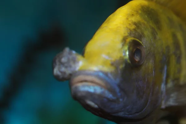 Cichlid Fish Aquarium Close — Stock Photo, Image