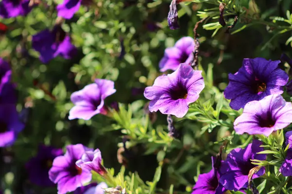 Close Beautiful Purple Potted Flowers — Stock Photo, Image