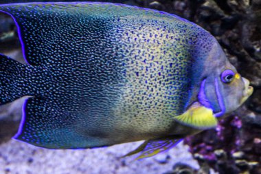 Akvaryumdaki güzel beyaz balığa yaklaş.