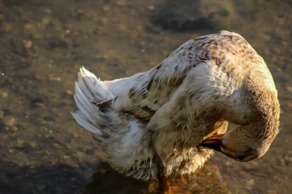 Closeup Shot White Bird Farm — Foto de Stock