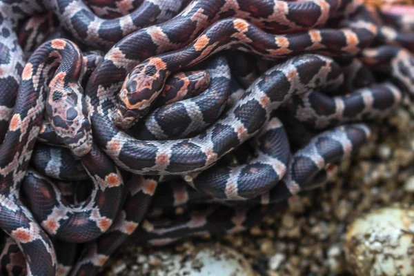 森の中のヘビ — ストック写真