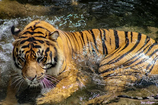 Tigre Dans Zoo — Photo