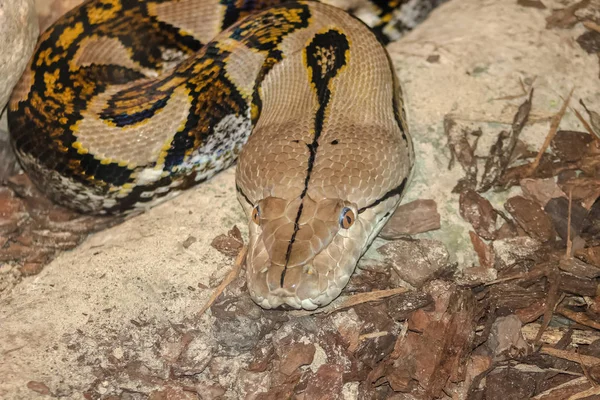 Python Grand Monde Python Reticulé — Photo