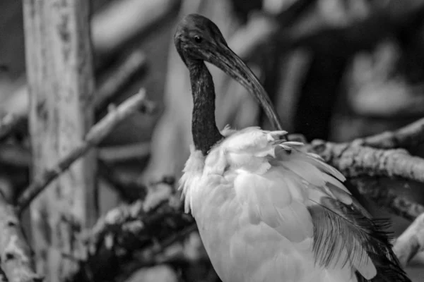 Pták Australský Bílá Ibis — Stock fotografie