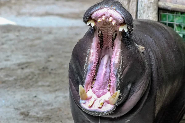 PYGMY HIPPO OPENING ITS MOUTH SHOWING OFF ITS IMPRESSIVE JAWS