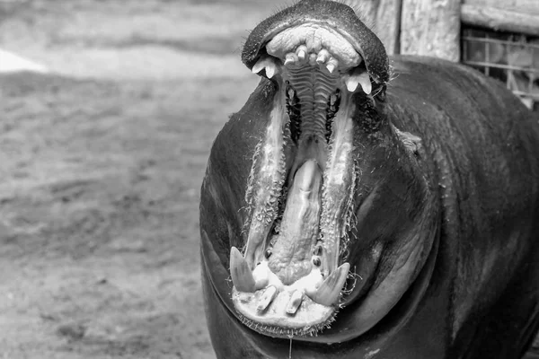 Pygmy Hippo Ouvrant Son Ouverture Masque Impressive — Photo