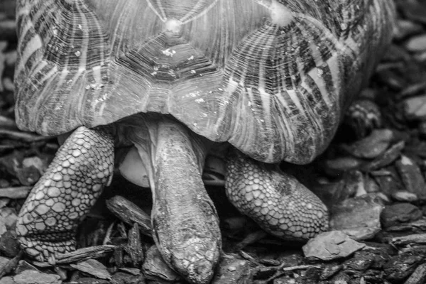 Закрыть Черепаху — стоковое фото