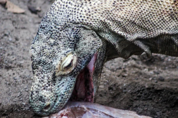 Zbliżenie Krokodyla Zoo — Zdjęcie stockowe