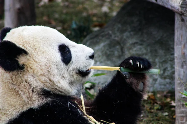 Oso Panda Gigante Comiendo Bambú —  Fotos de Stock