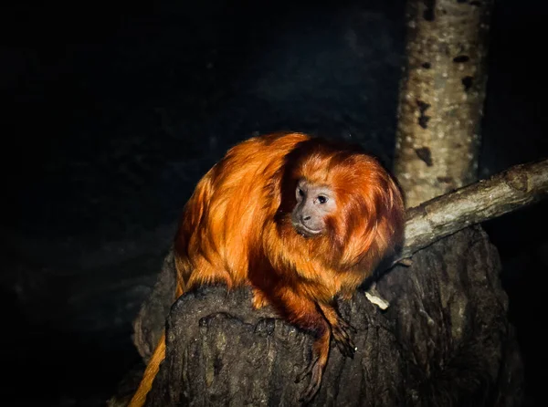 Tatlı Bir Orangutanın Portresi — Stok fotoğraf