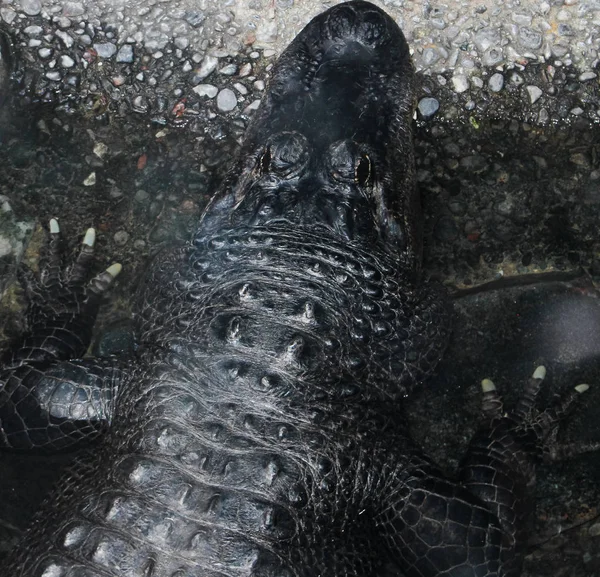 Crocodile Skin Water Drops —  Fotos de Stock