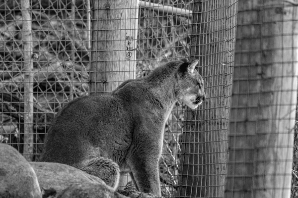 Gato Blanco Negro Zoológico — Foto de Stock