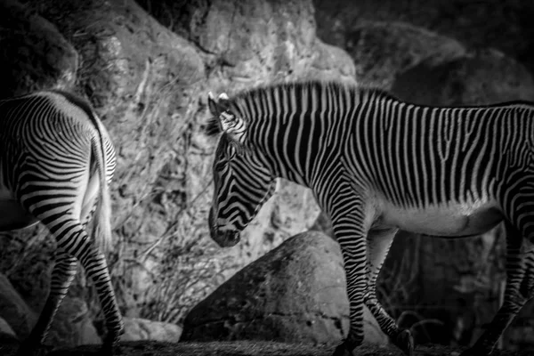 Zèbre Dans Noir Blanc — Photo