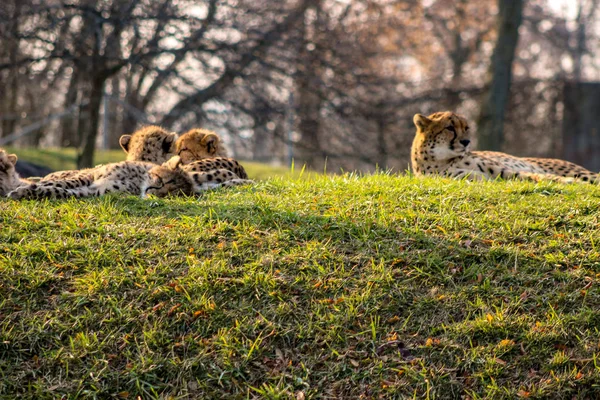 Dois Leões Jovens Savana África — Fotografia de Stock