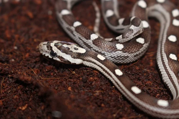 아름다운 옥수수 뱀의 모습 — 스톡 사진