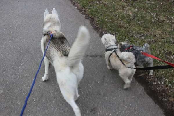 Um passeador de cães passando tempo com três cães em um parque urbano em um dia ensolarado . — Fotografia de Stock