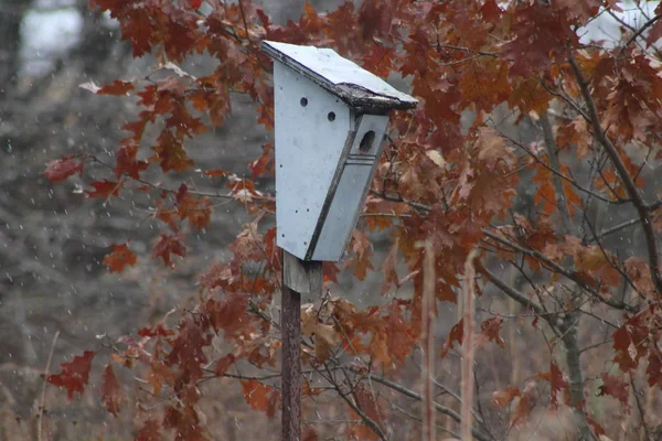 Bat boxes secured to tree in Canadian conservation area