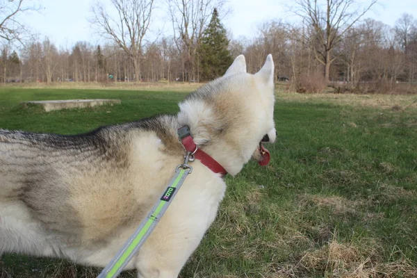 Atado joven perro Husky de pie en el prado verde —  Fotos de Stock