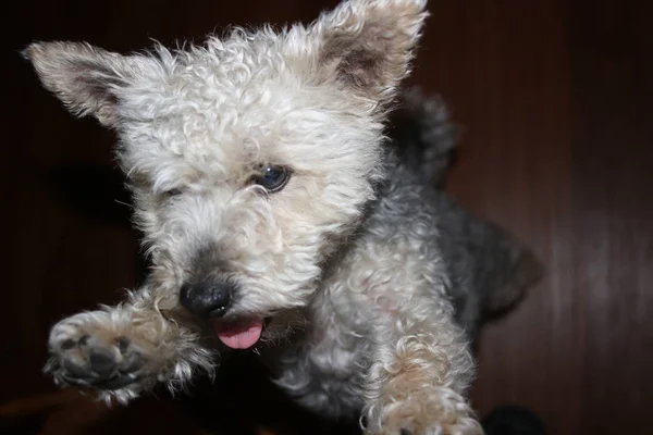 Yorkie and poodle mix, a mutt dog. very cute. — Stock Photo, Image