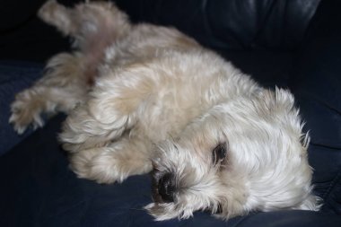 Shih tzu köpek bırakmasını çok üzgün duruyor