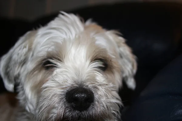 Shih tzu perro es mirada muy triste acostado —  Fotos de Stock