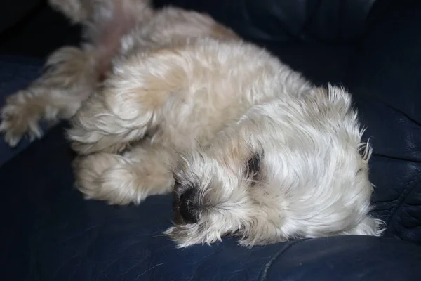 Shih tzu perro es mirada muy triste acostado —  Fotos de Stock