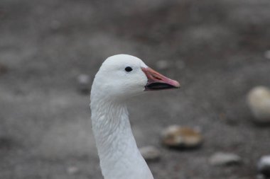 Kar kaz, Anser caerulescens, Kanada'da çekilen fotoğraf