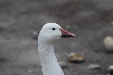 Snow goose, Anser caerulescens, photo captured in Canada clipart